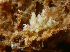 Eubranchus olivaceus
