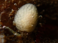 Onchidoris muricata