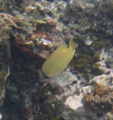 Chaetodon citrinellus