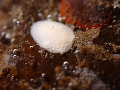 Onchidoris muricata