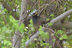 Acridotheres tristis