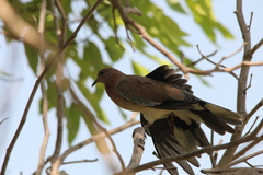 Streptopelia senegalensis