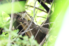 Tamiops mcclellandii