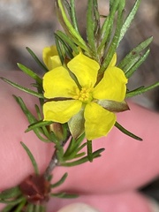 Hibbertia linearis
