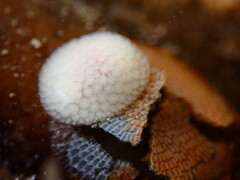 Onchidoris muricata