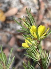 Hibbertia linearis