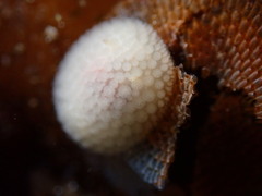 Onchidoris muricata