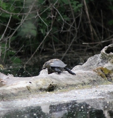 Emys orbicularis orbicularis