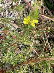 Hibbertia linearis