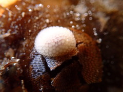 Onchidoris muricata