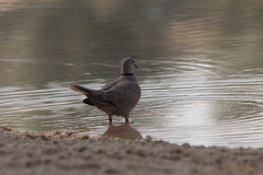 Streptopelia decaocto