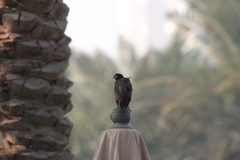 Acridotheres tristis