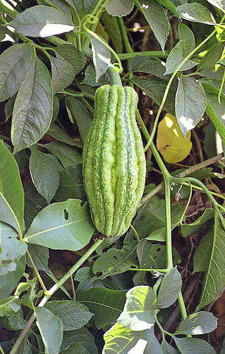 Oysternut