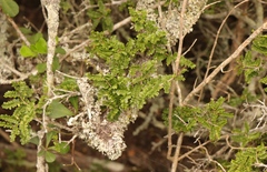 Schotia afra afra