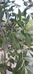 Fraxinus angustifolia