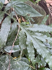 Leptochilus ellipticus