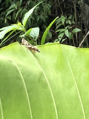 Xenocatantops brachycerus