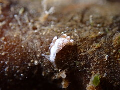 Trinchesia albocrusta