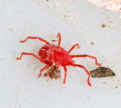 Trombidiformes