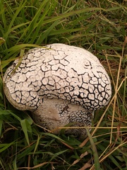 Calvatia cyathiformis