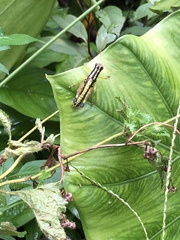 Sinopodisma splendida