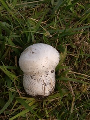 Calvatia cyathiformis