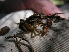 Cyphoderris monstrosa