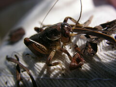 Cyphoderris monstrosa