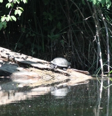 Emys orbicularis orbicularis