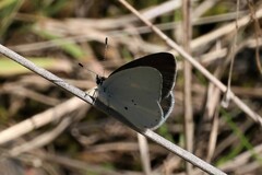 Candalides xanthospilos