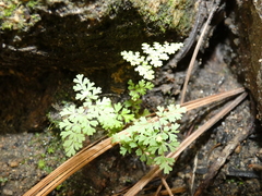 Myriopteris fendleri