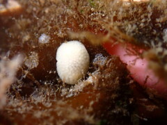 Onchidoris muricata