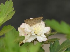 Pelopidas mathias