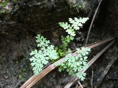 Myriopteris fendleri