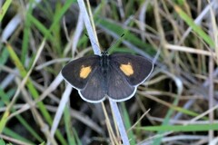 Candalides xanthospilos