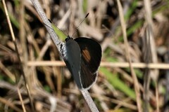 Candalides xanthospilos