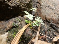 Myriopteris fendleri