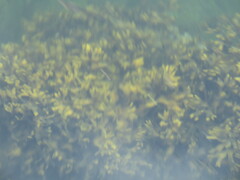 Fucus vesiculosus