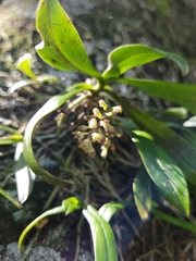 Drymoanthus adversus