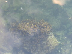 Fucus vesiculosus