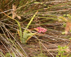 Chasmanthe aethiopica