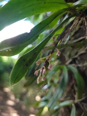 Drymoanthus adversus