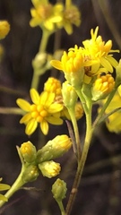 Gutierreziinae