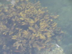Fucus vesiculosus