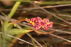 Chasmanthe aethiopica