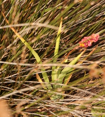 Chasmanthe aethiopica