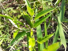 Atractomorpha lata