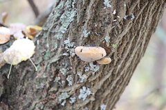 Phellinus igniarius
