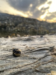 Austrocochlea porcata