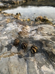 Austrocochlea porcata